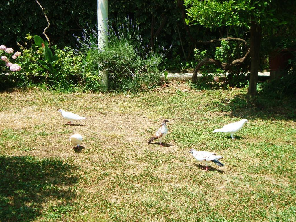 Apartments Rolovina Tivat Habitación foto